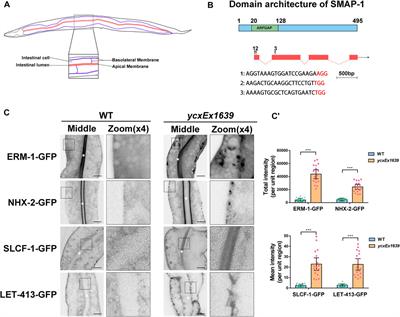 AP-1 Recruits SMAP-1/SMAPs to the trans-Golgi Network to Promote Sorting in Polarized Epithelia